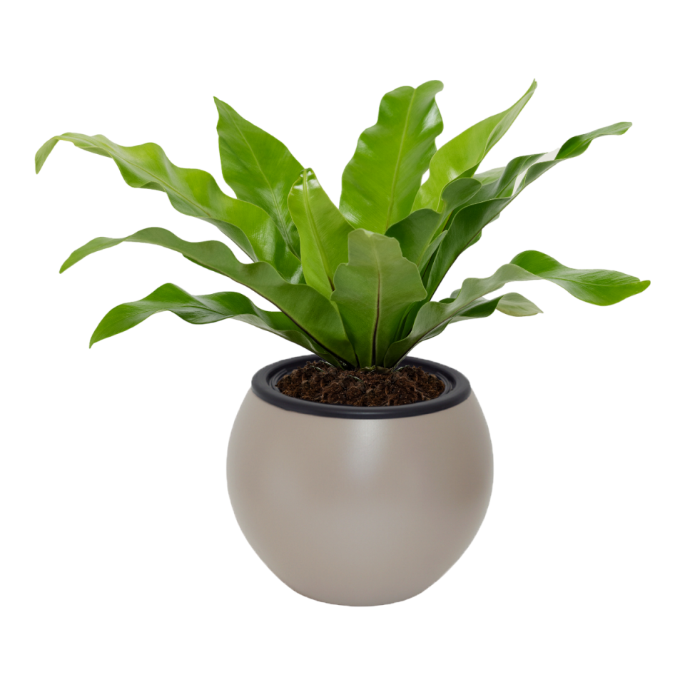 Küre Saksı 1 NO - Mocha