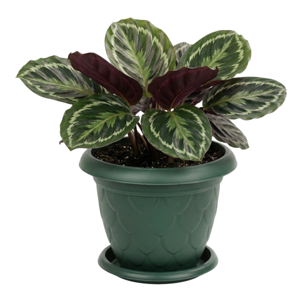 Damla Saksı 6 NO - Yeşil