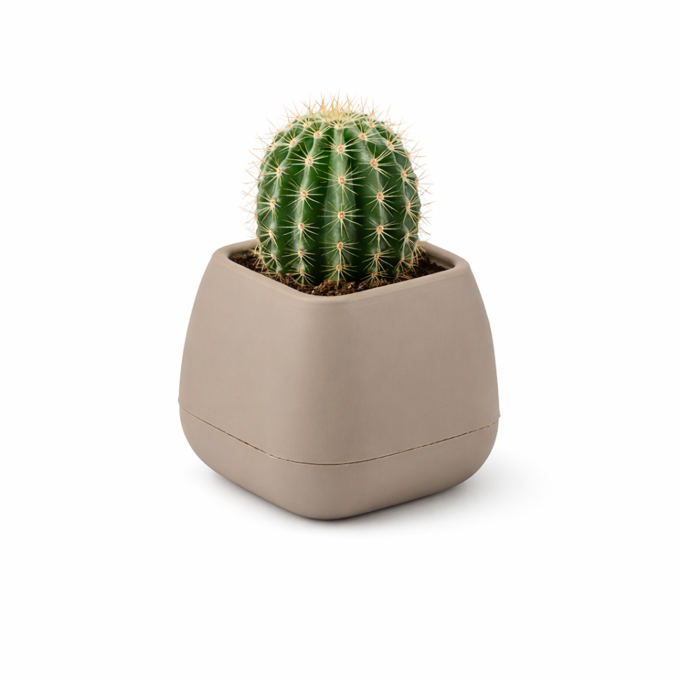 Elvan Kaktüs Saksı 1 NO - Mocha