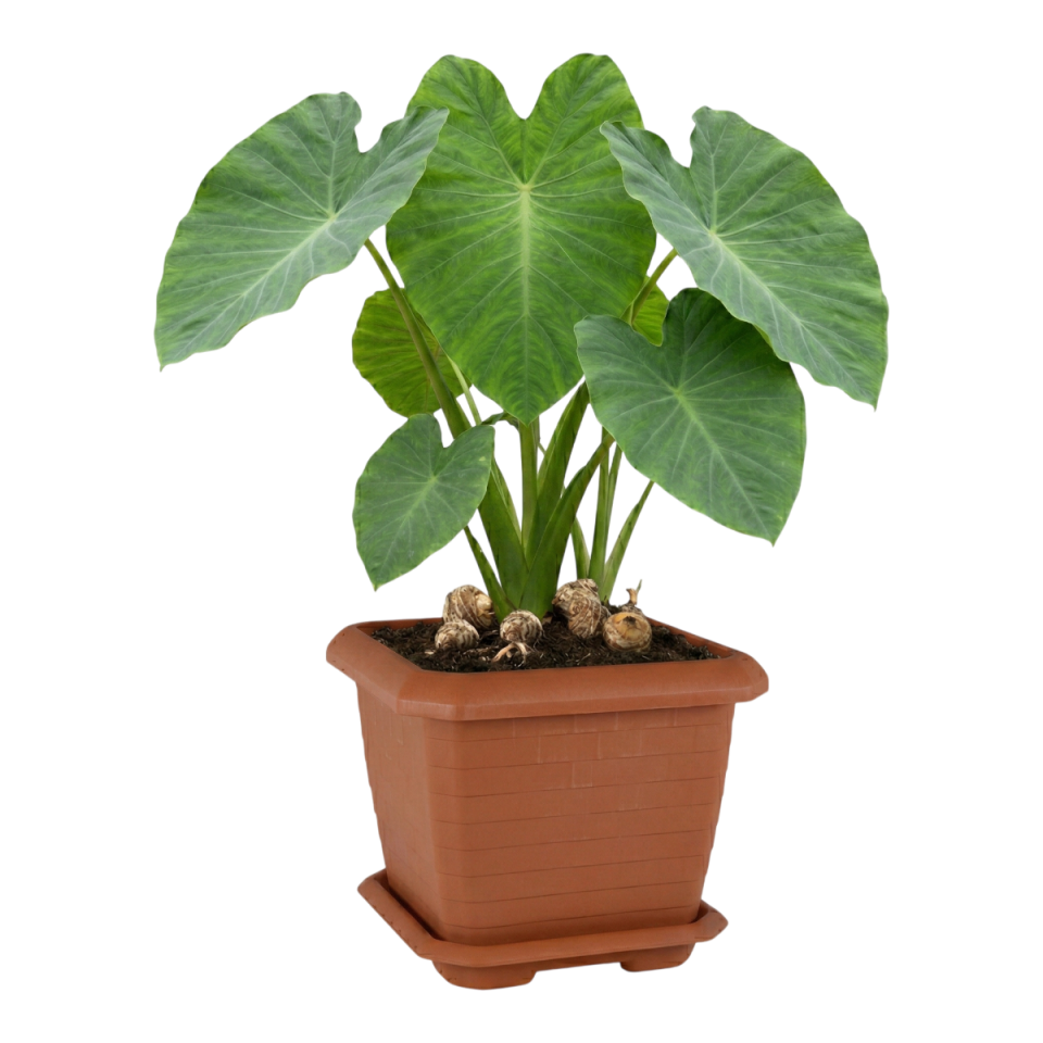 Hisar Kare Saksı 5 NO - Kiremit