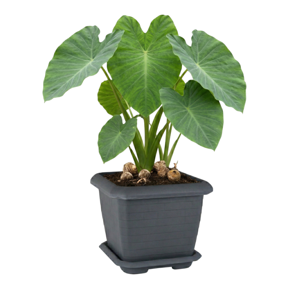 Hisar Kare Saksı 5 NO - Antrasit