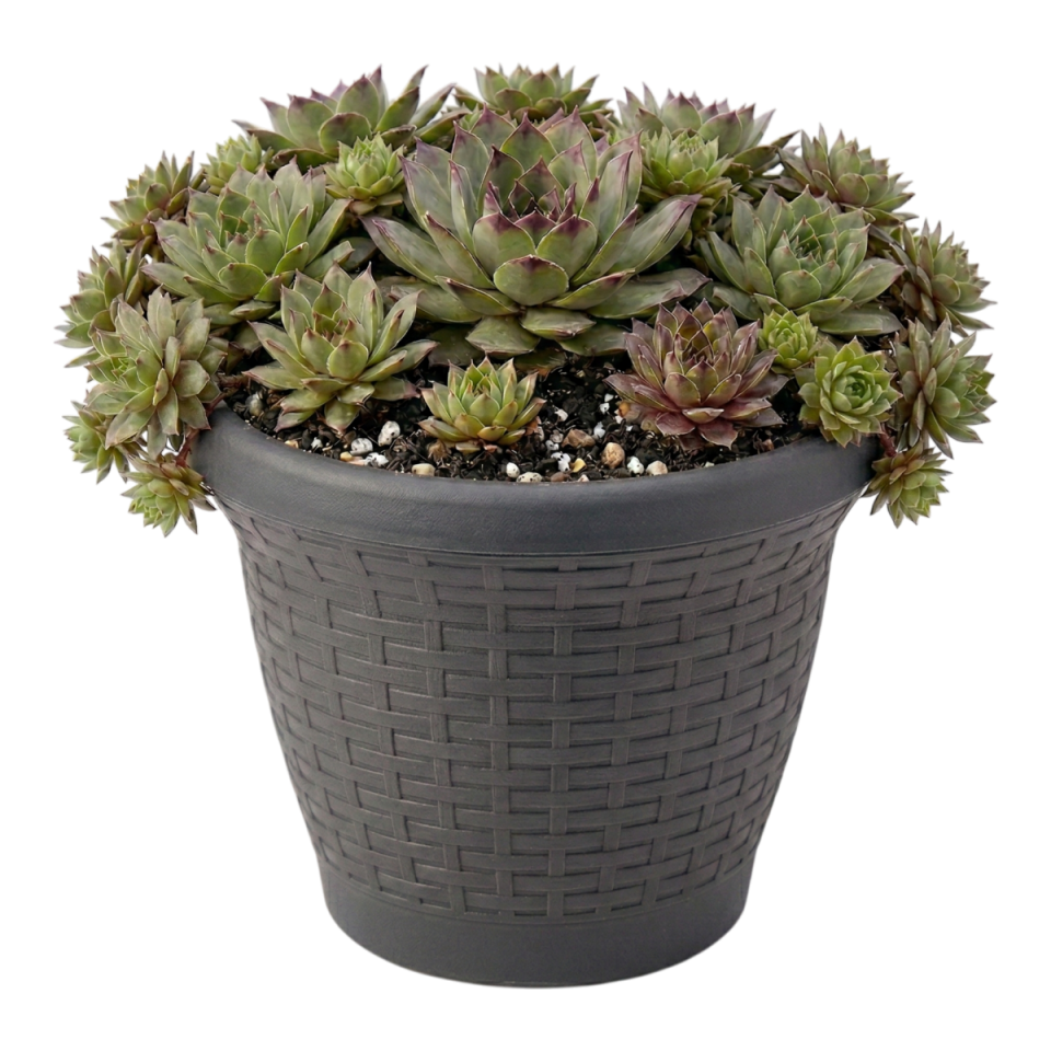 Hasır Saksı 1 NO - Antrasit