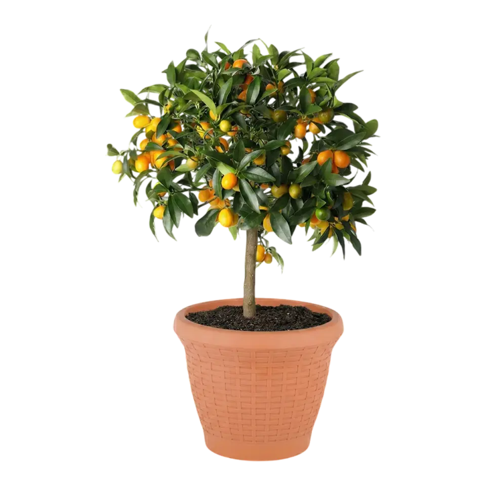 Hasır Saksı 5 NO - Kiremit