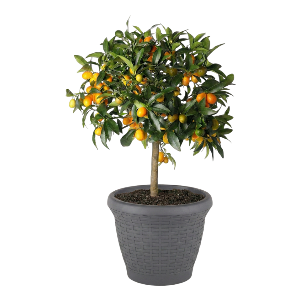 Hasır Saksı 5 NO - Antrasit