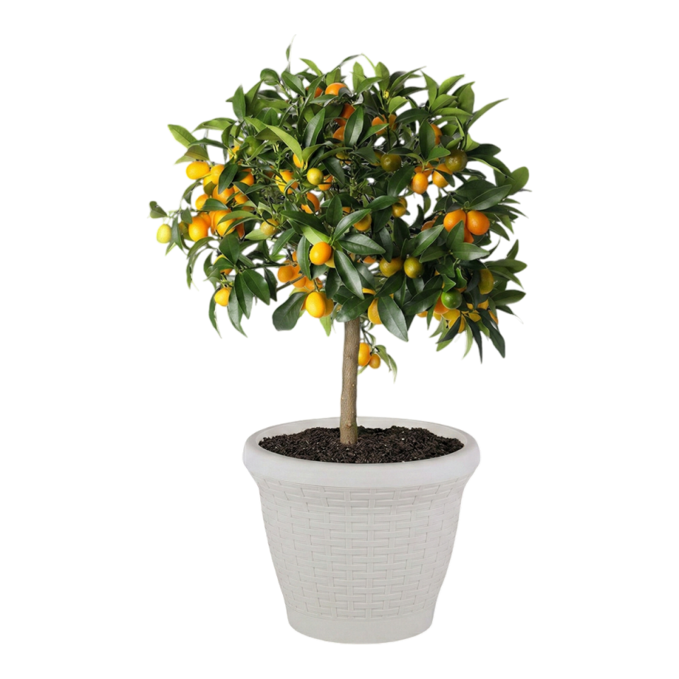 Hasır Saksı 6 NO - Kirli Beyaz