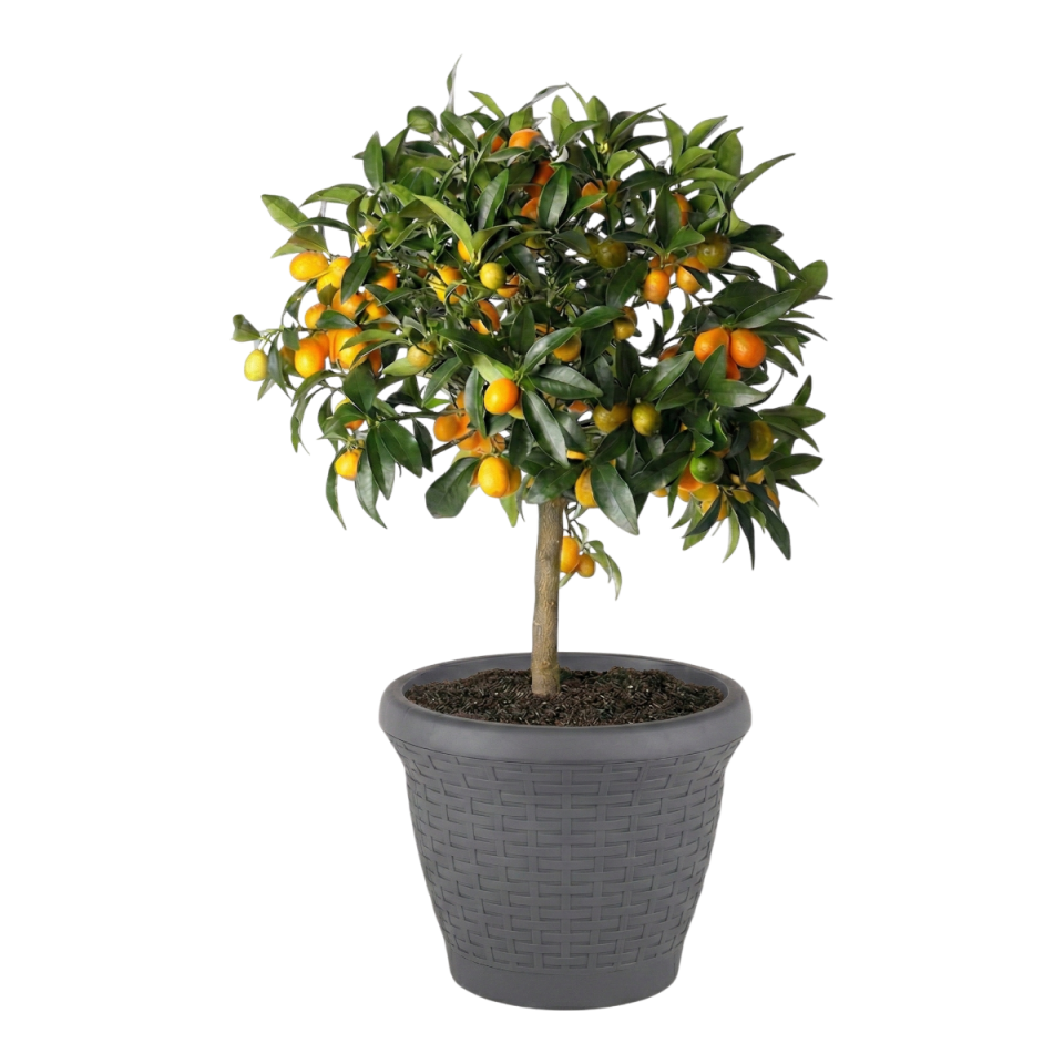 Hasır Saksı 6 NO - Antrasit