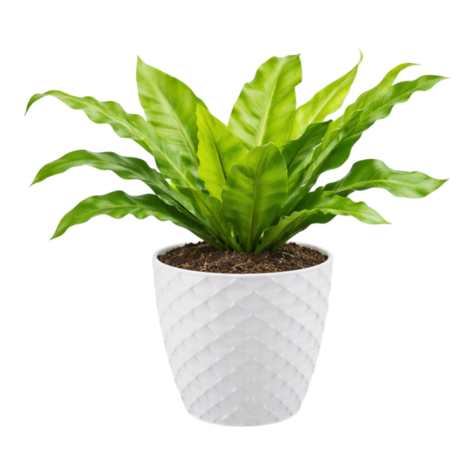 Nehir Saksı 2 NO - Kirli Beyaz