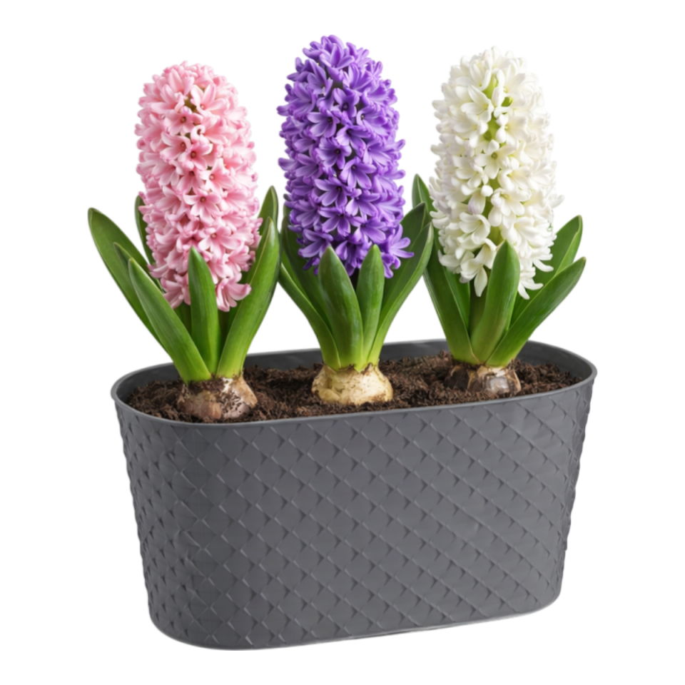 Serinova Kapadokya Balkon Saksı – Plastik Saksı