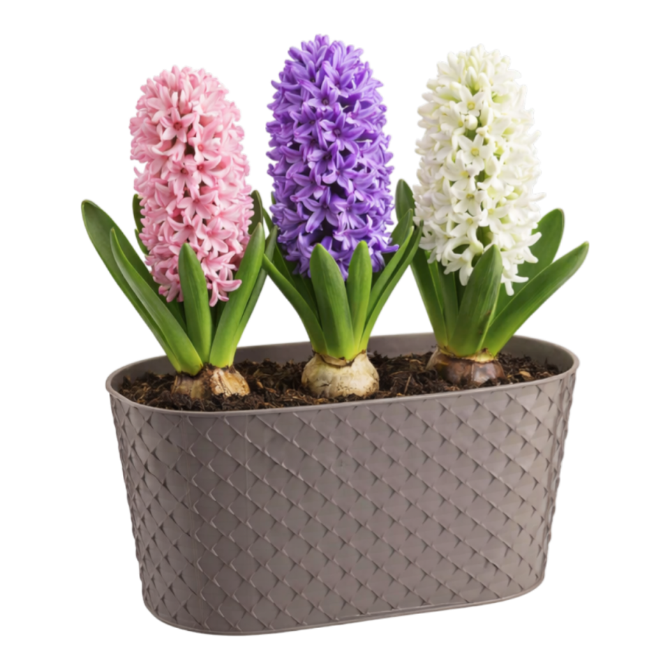Serinova Kapadokya Balkon Saksı – Plastik Saksı