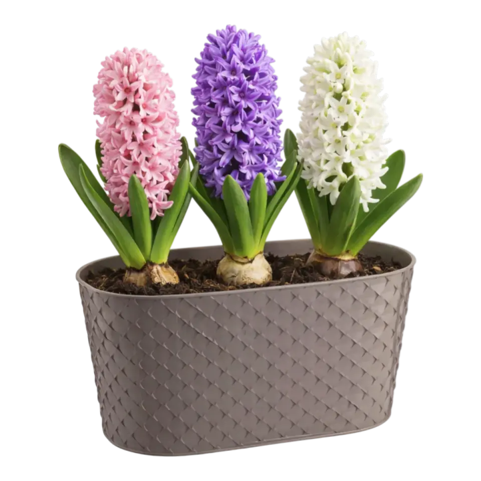 Serinova Kapadokya Balkon Saksı Mocha – görsel 2